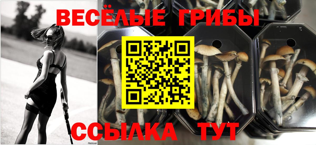 где купить наркотик  Вход с VPN  Учалы  Псилоцибиновые грибы GOLDEN TEACHER 